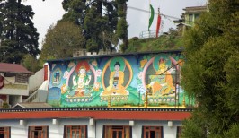 Darjeeling (229)
