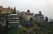 Darjeeling (236)